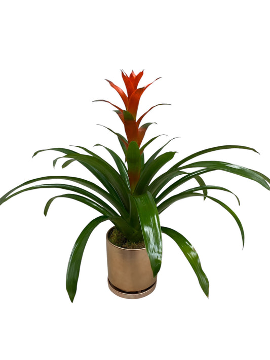 Bromeliad Elegance