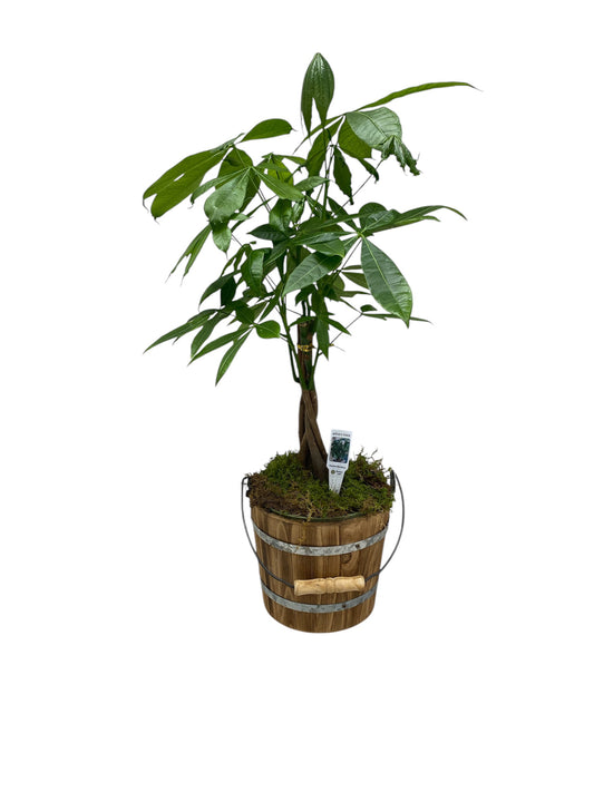 Braided Money Tree Potted