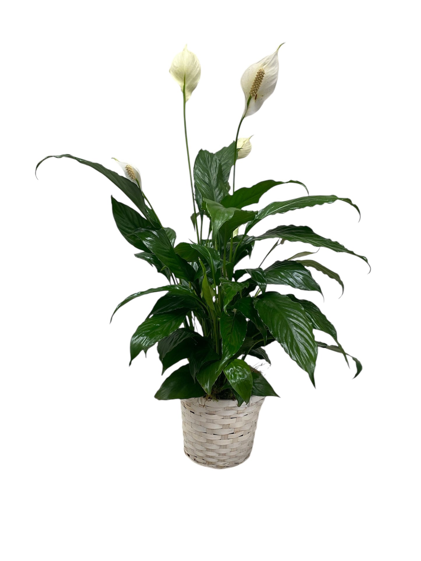 Graceful Peace Lily