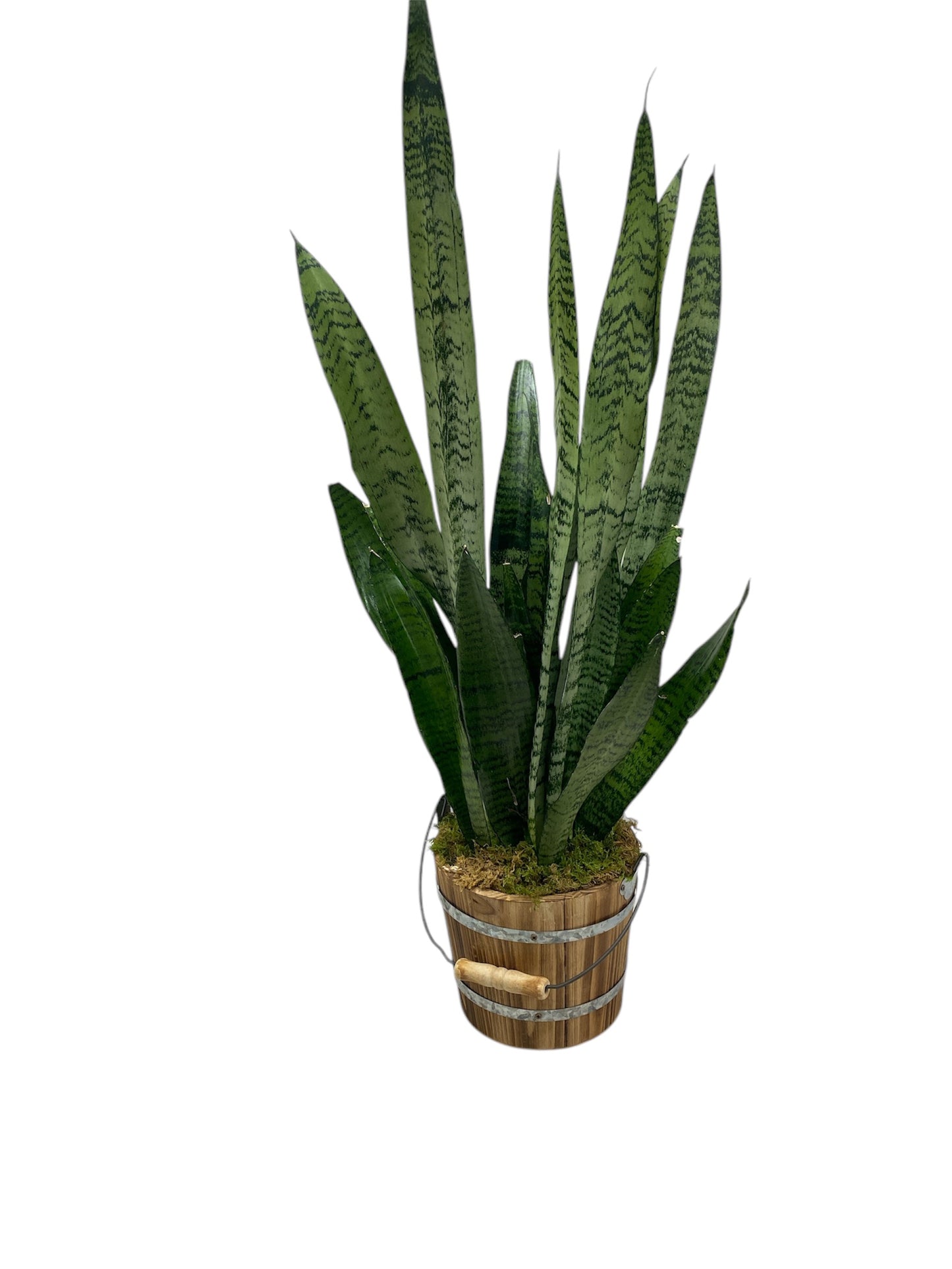 Snake Plant Potted