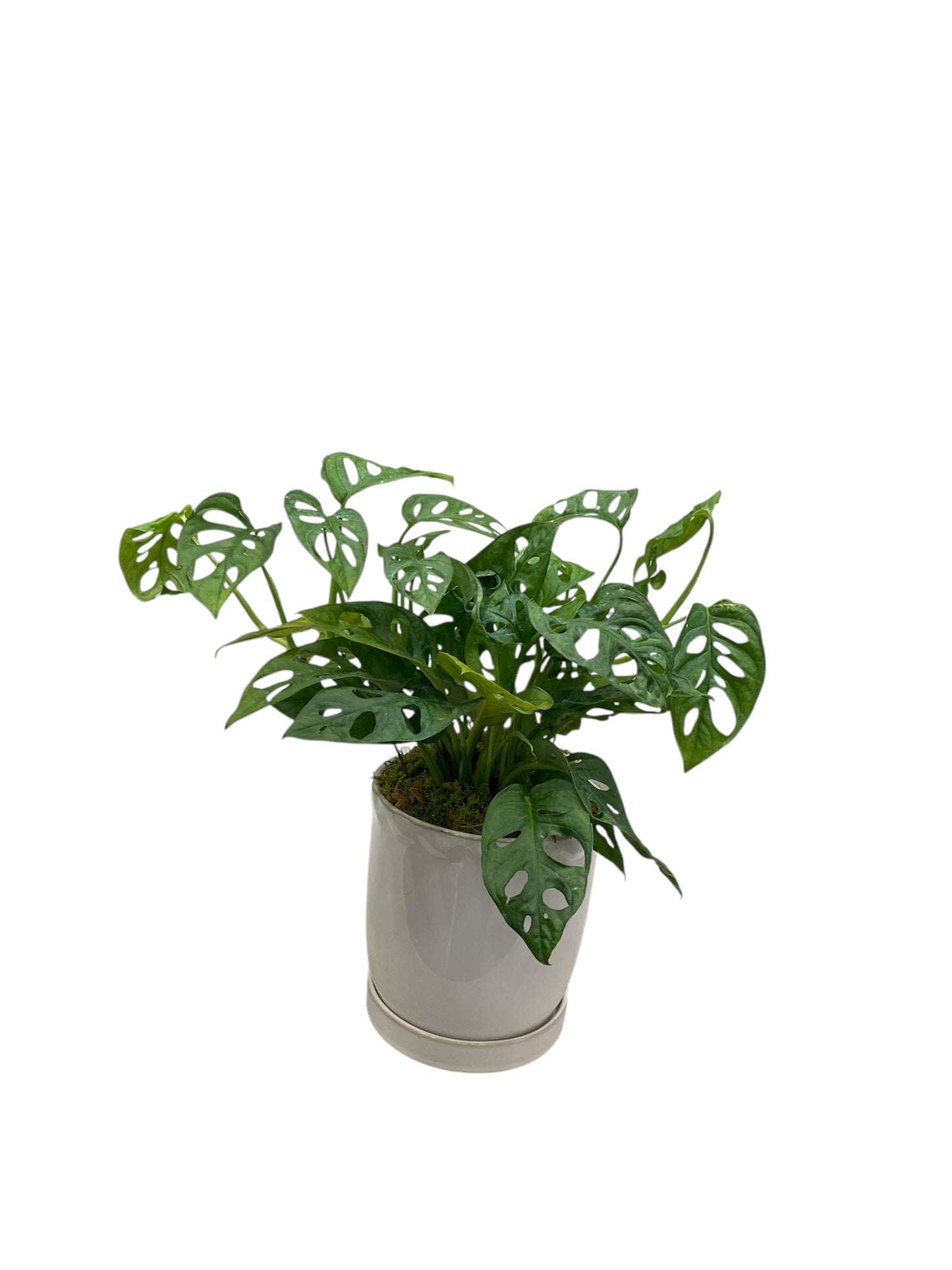 Swiss Cheese Monstera Potted