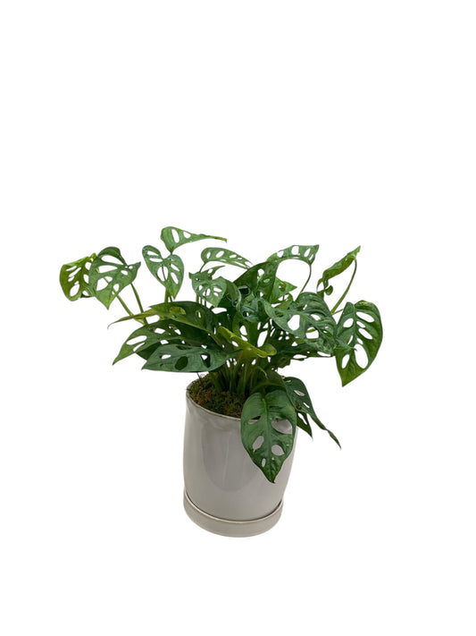 Swiss Cheese Monstera Potted