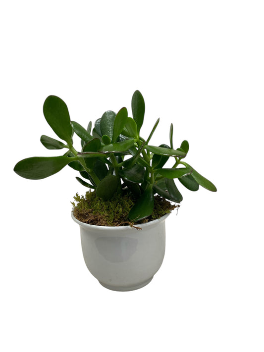 Timeless Jade Plant