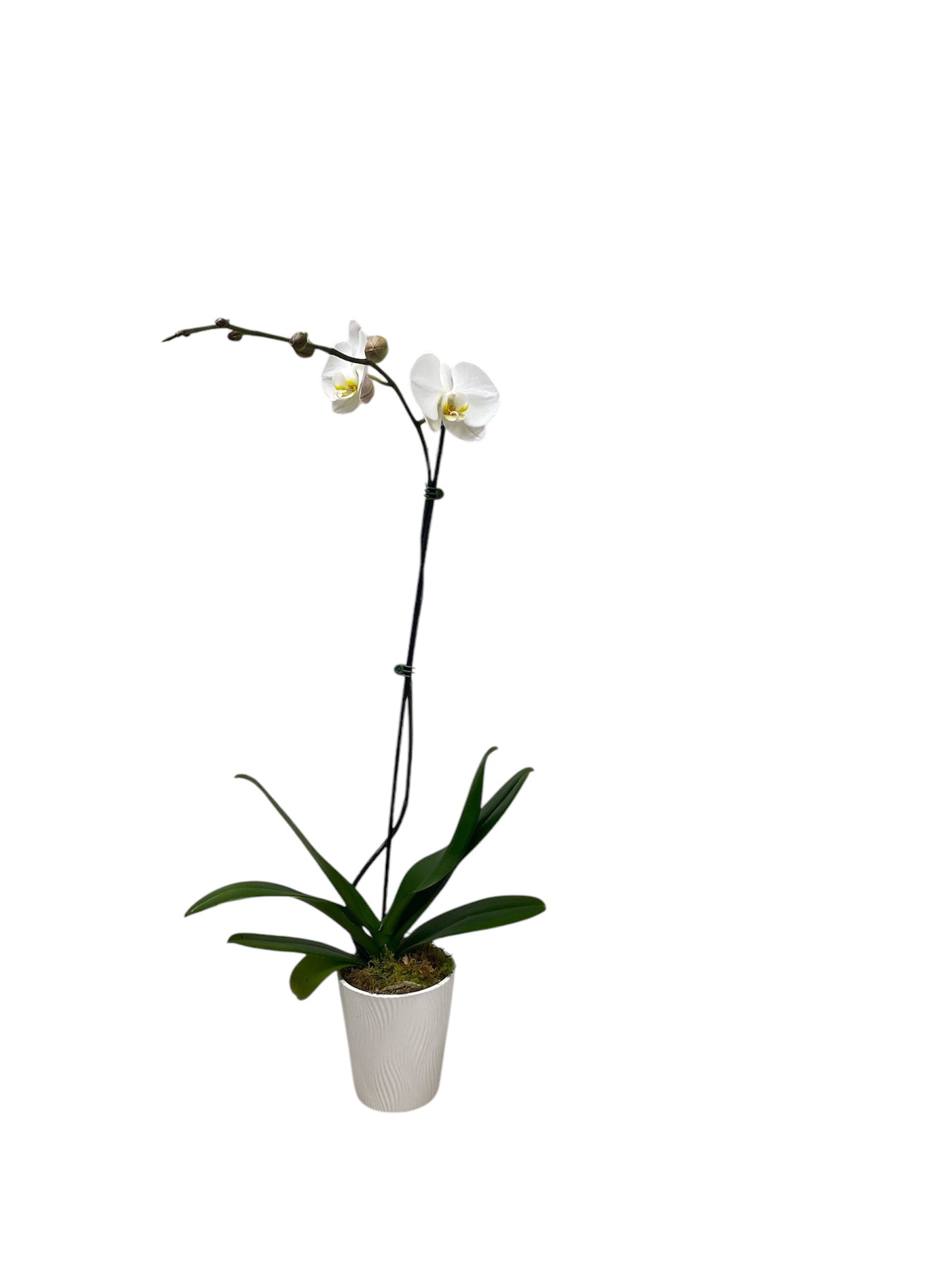 Orchid Potted Plant