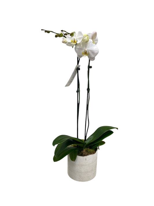 Orchid Potted Plant