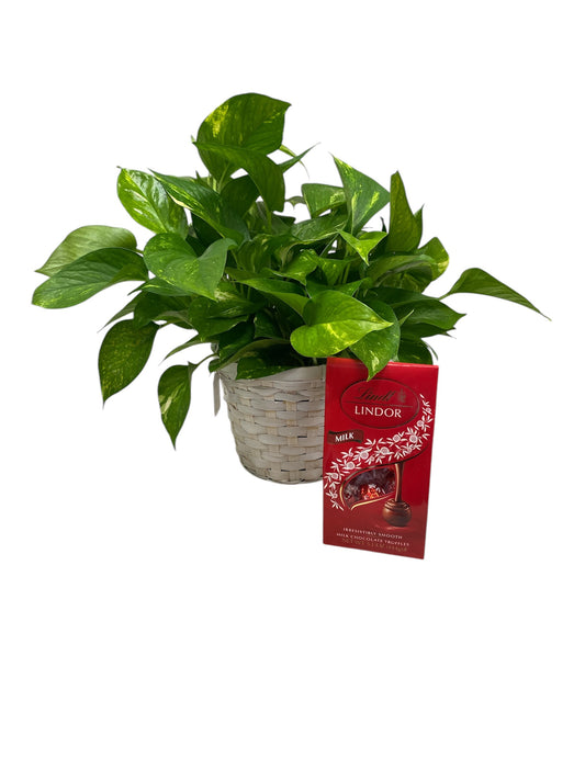 Green Bliss Gift Set: Pothos & Chocolates